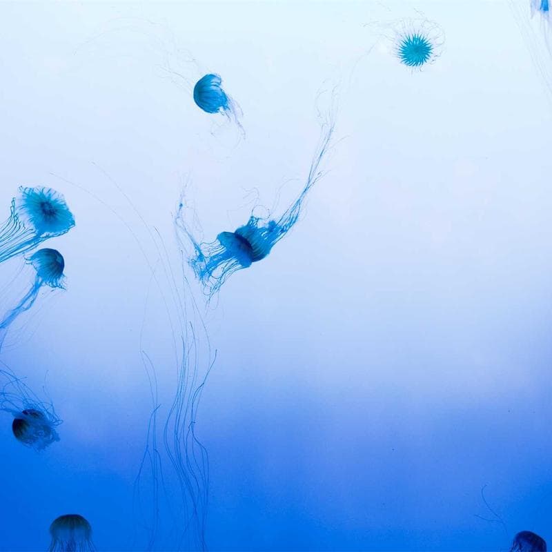 Join the marketplace